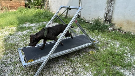 Σκύλος άσκηση Slatmill κατοικίδια ζώα Treadmill Περπατητή μηχανή για Pit Bull Stocked Carpet Mill