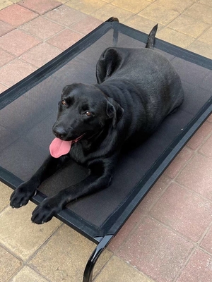 Σιδηρουργικό πλαίσιο και πλέγμα ύφασμα Kennel για τέσσερις εποχές παγκόσμιο κρεβάτι κατοικίδιων ζώων off ground